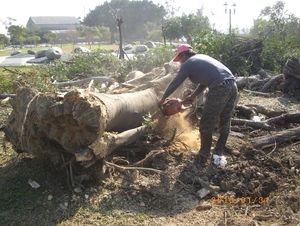 蛀蝕樹木砍除