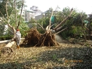 災後傾倒樹木砍除