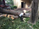 高大樹木砍除